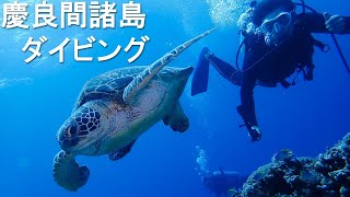【旅情報】沖縄・慶良間のダイビング　ケラマブルーに癒されてきました！