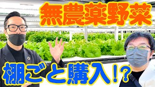 【健康投資】無農薬野菜の水耕栽培所「すこやかワクワーク」さんを見学！